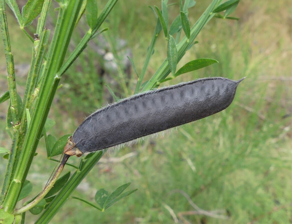 Cytisus (hero image)