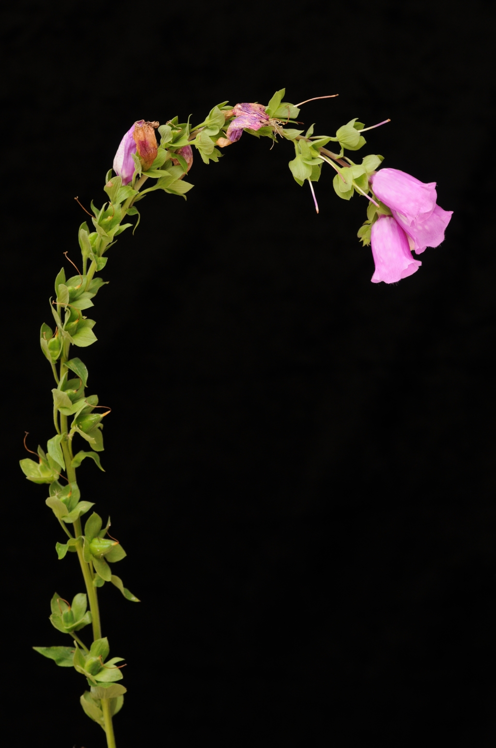 Digitalis (hero image)