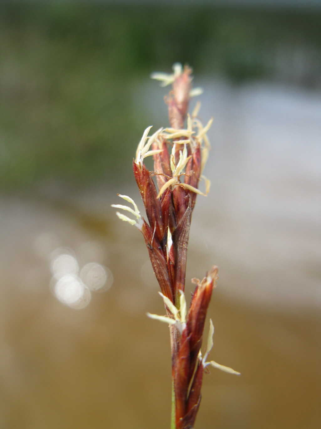 Machaerina juncea (hero image)