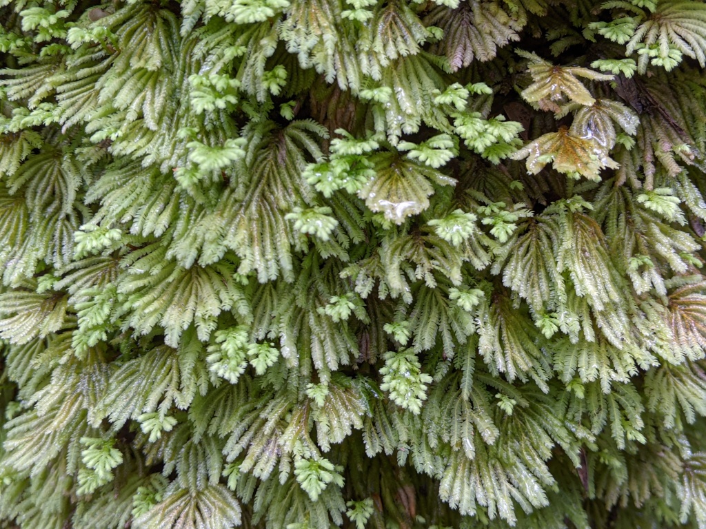 Hypopterygiaceae (hero image)