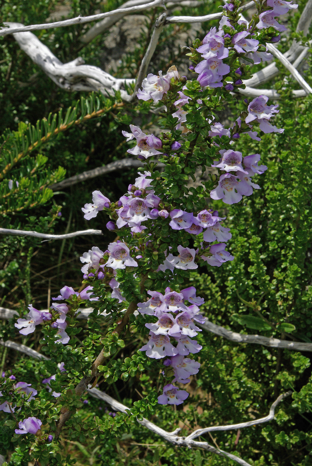 Prostanthera cuneata (hero image)