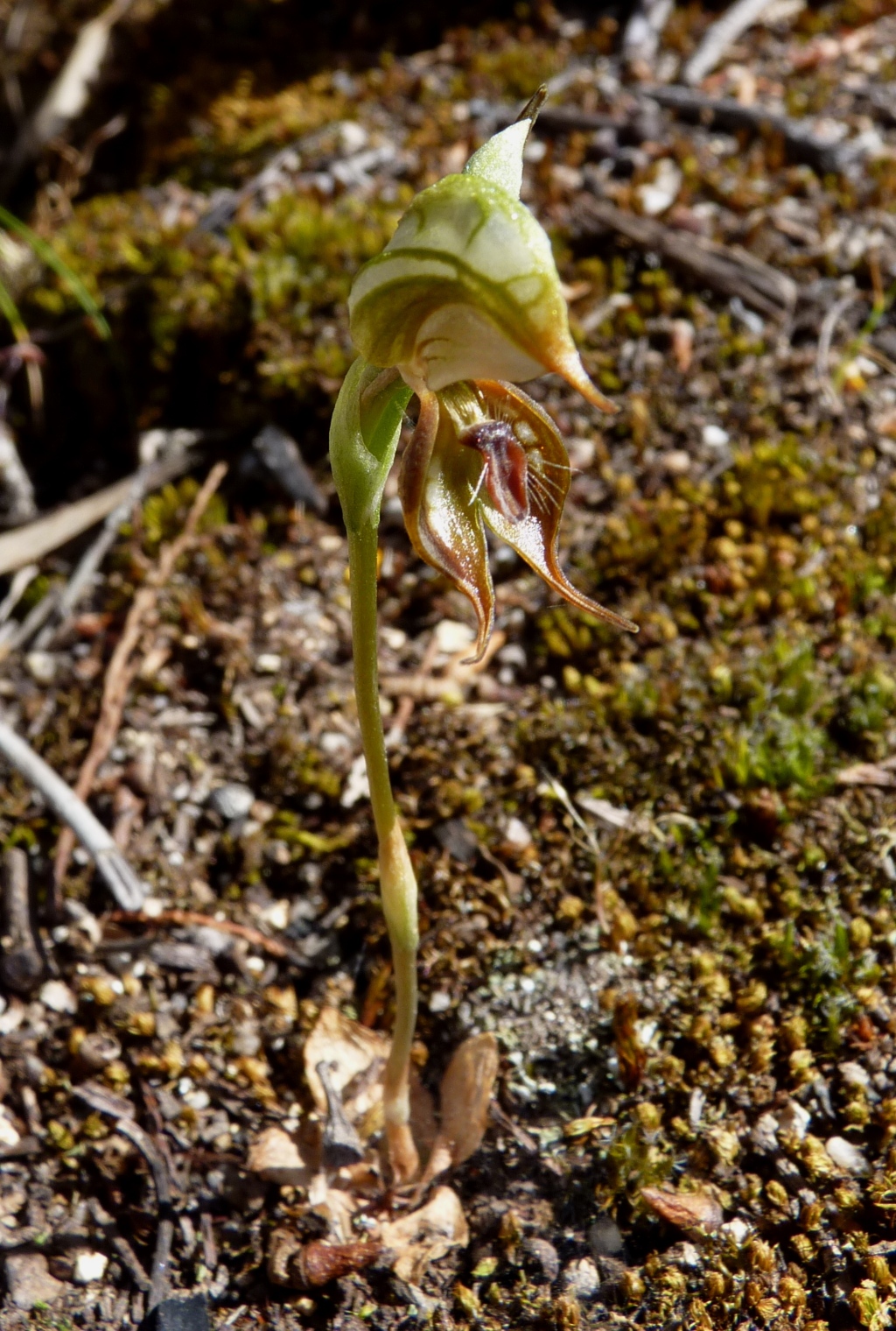 Pterostylis hamata (hero image)