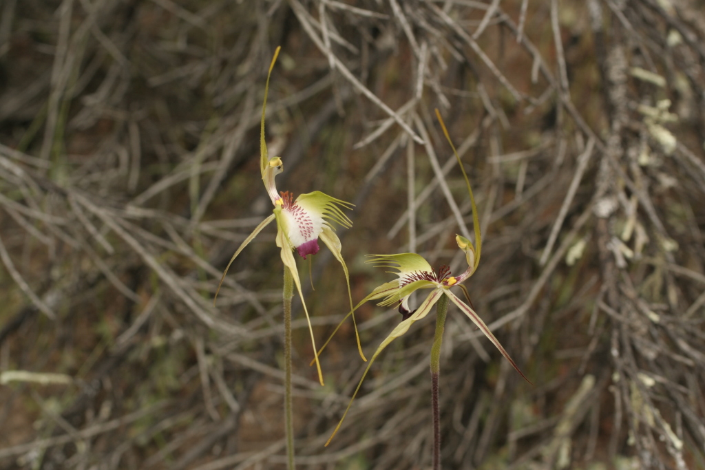 Caladenia tensa (hero image)