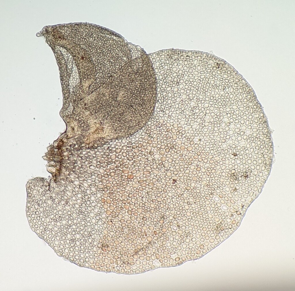 Frullania clavata (hero image)