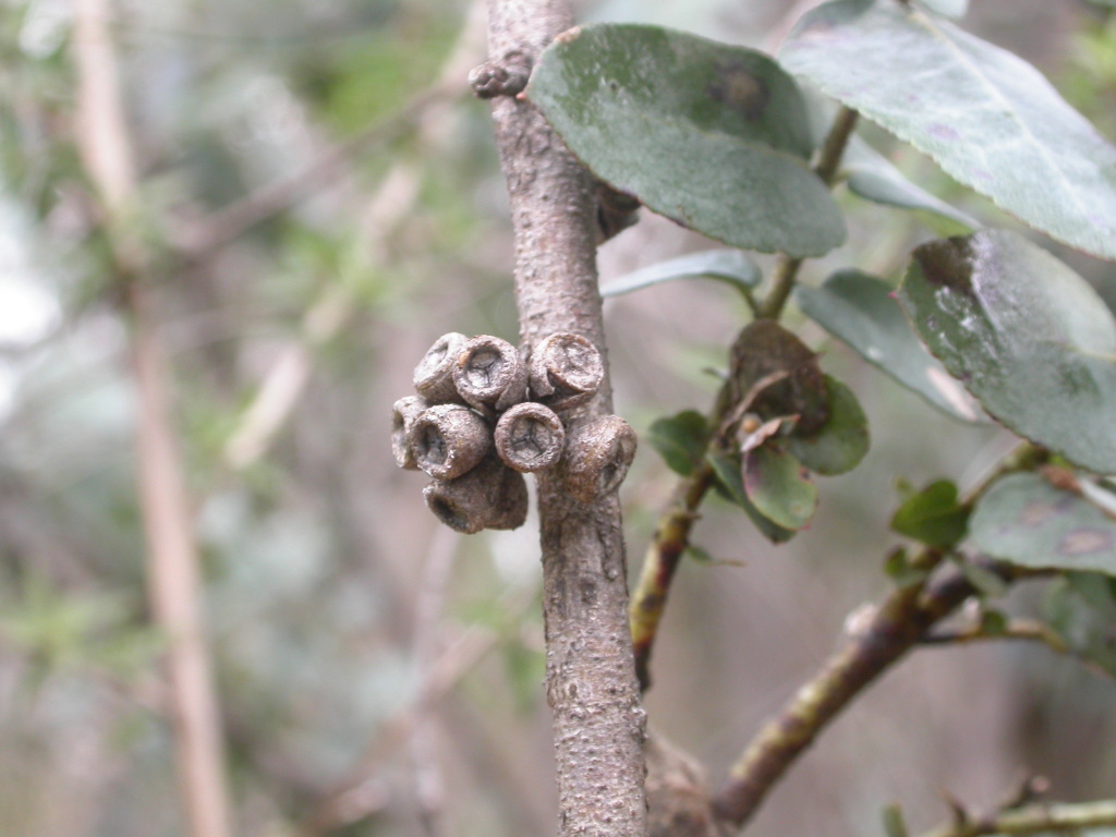 Eucalyptus crenulata (hero image)