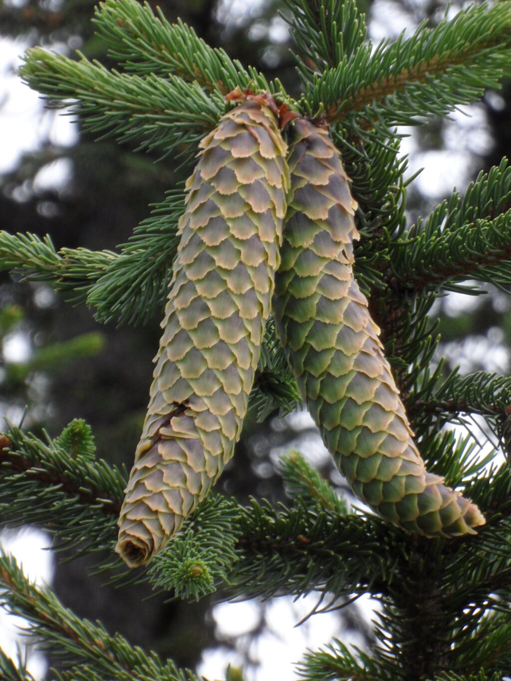 Picea abies (hero image)