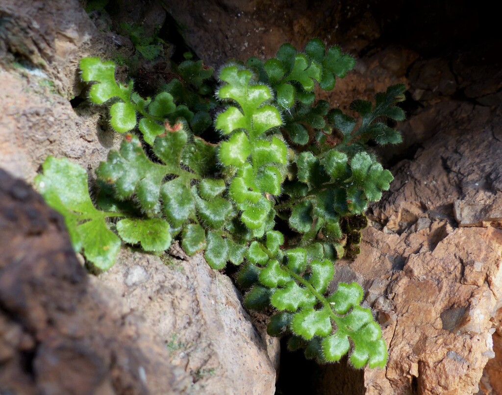 Asplenium subglandulosum (hero image)