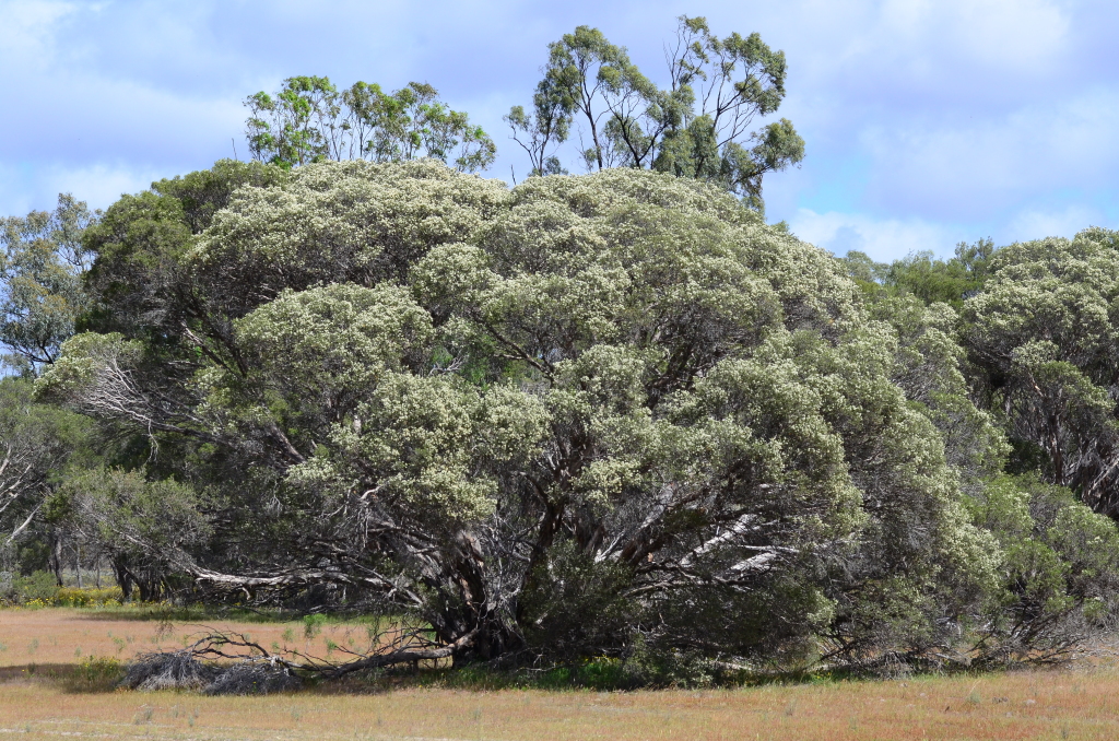 Melaleuca halmaturorum (hero image)
