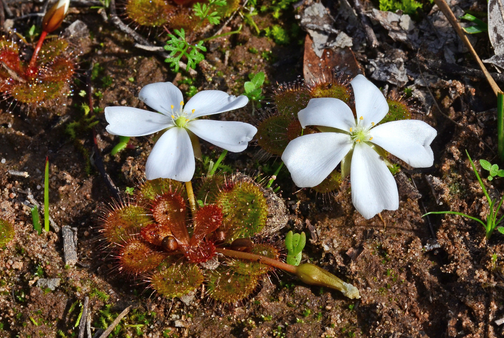 Droseraceae (hero image)