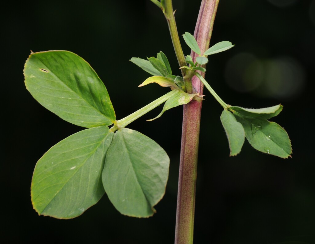 Medicago (hero image)