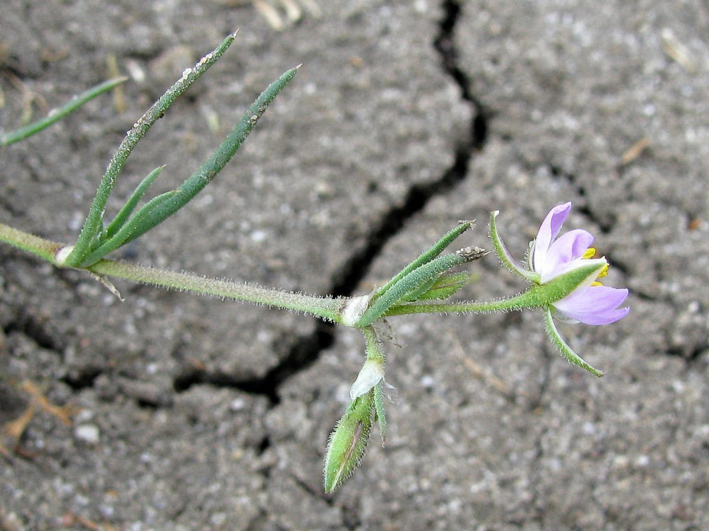 Spergularia rubra (hero image)