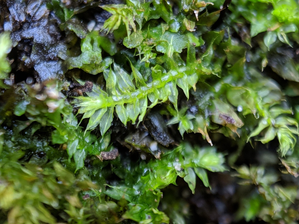 Racopilum cuspidigerum var. convolutaceum (hero image)