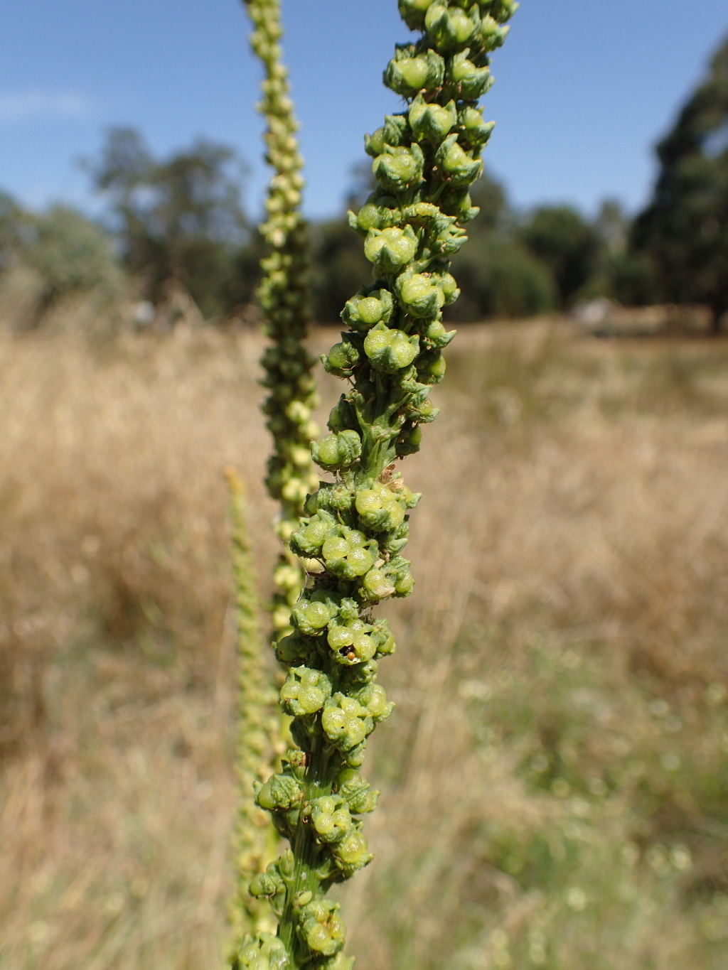 Resedaceae (hero image)