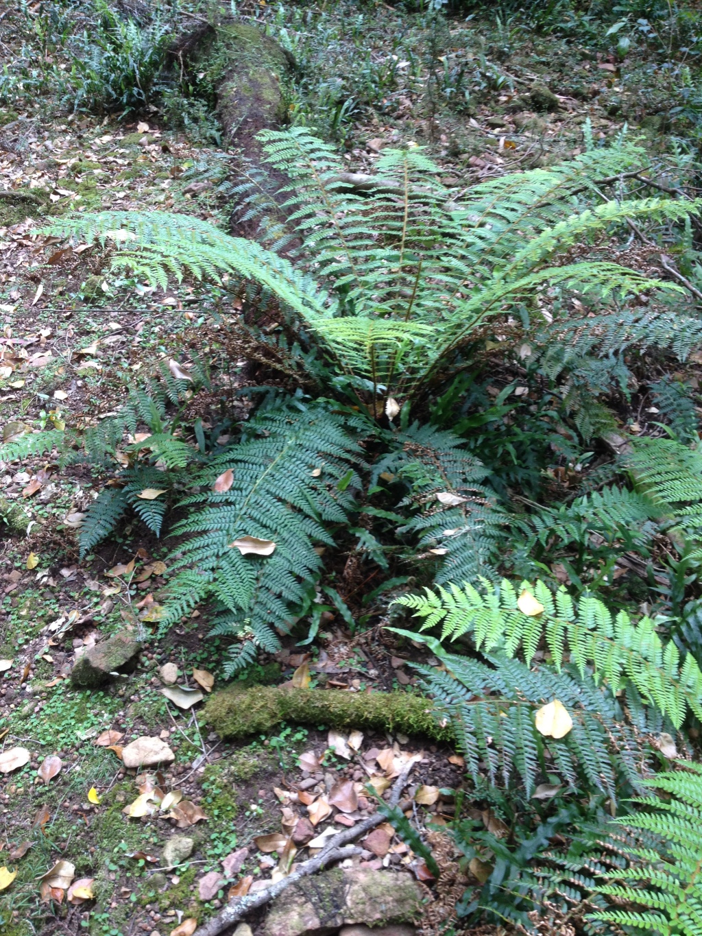 Polystichum proliferum (hero image)