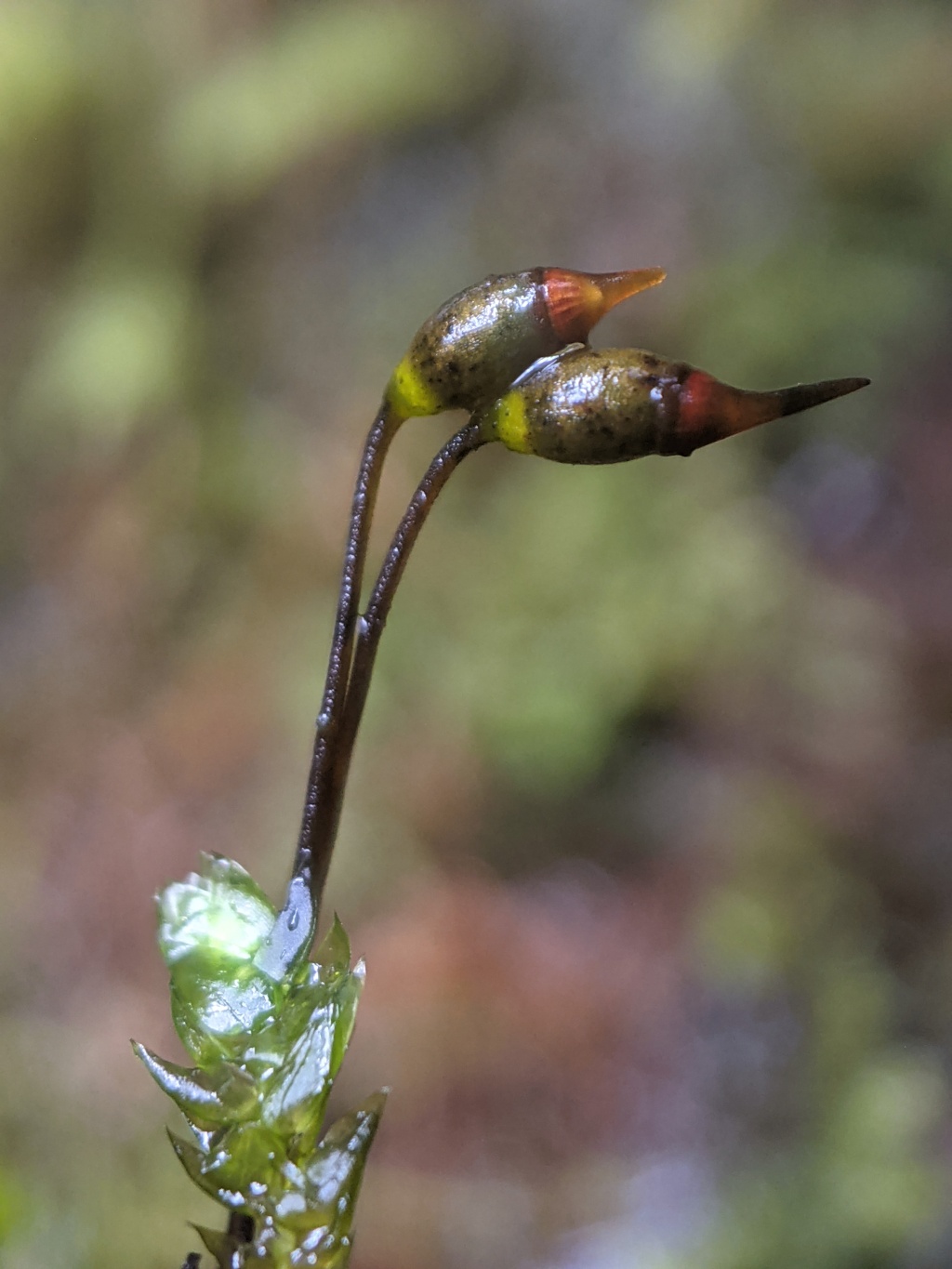 Brachytheciaceae (hero image)
