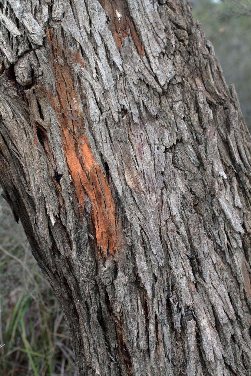 Eucalyptus viminalis subsp. pryoriana (hero image)