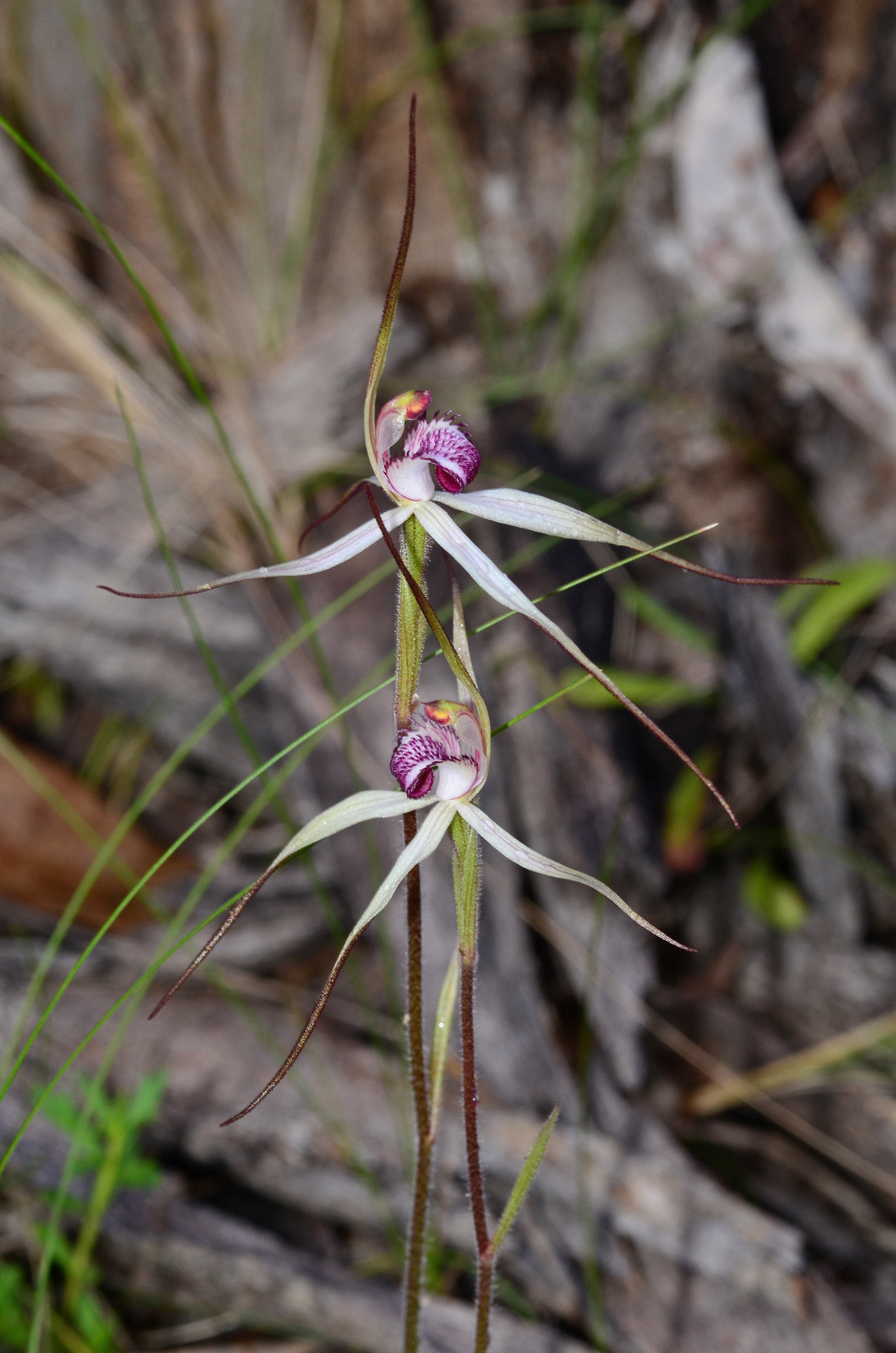 Caladenia colorata (hero image)