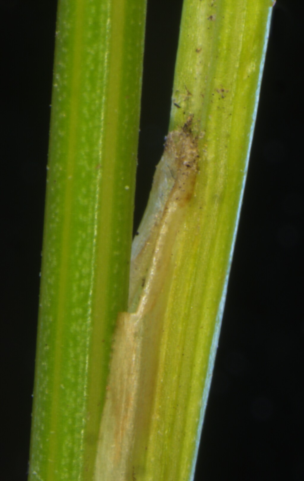 Juncus dichotomus (hero image)