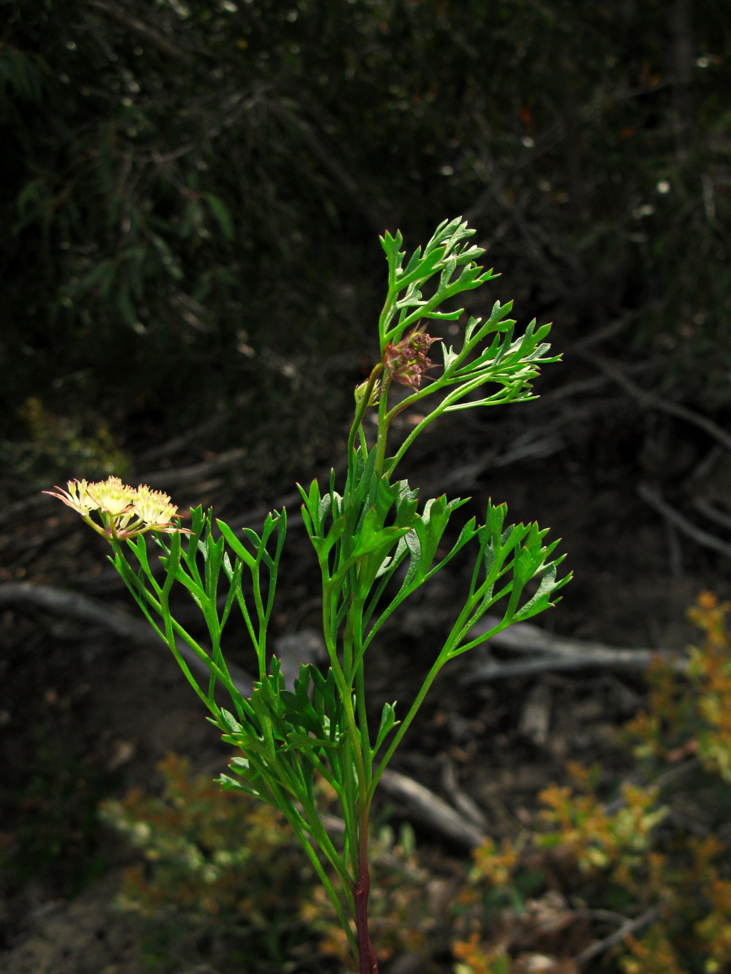 Xanthosia leiophylla (hero image)