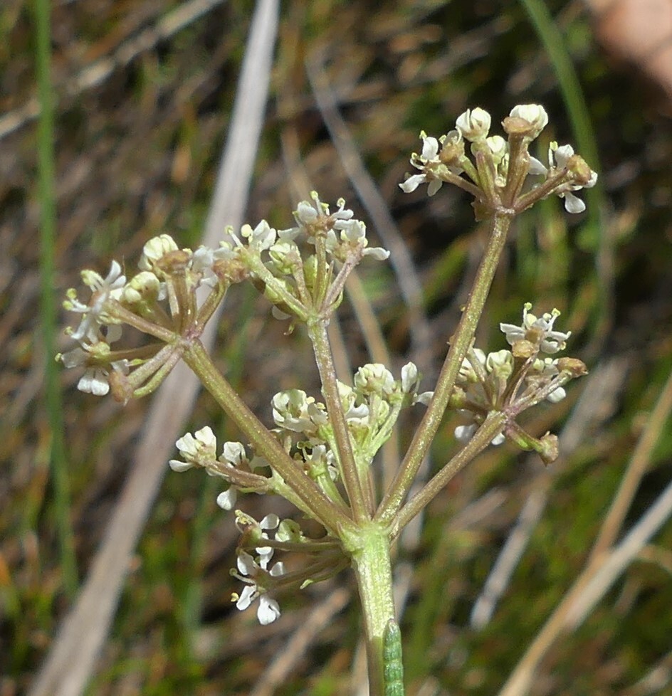Aciphylla simplicifolia (hero image)