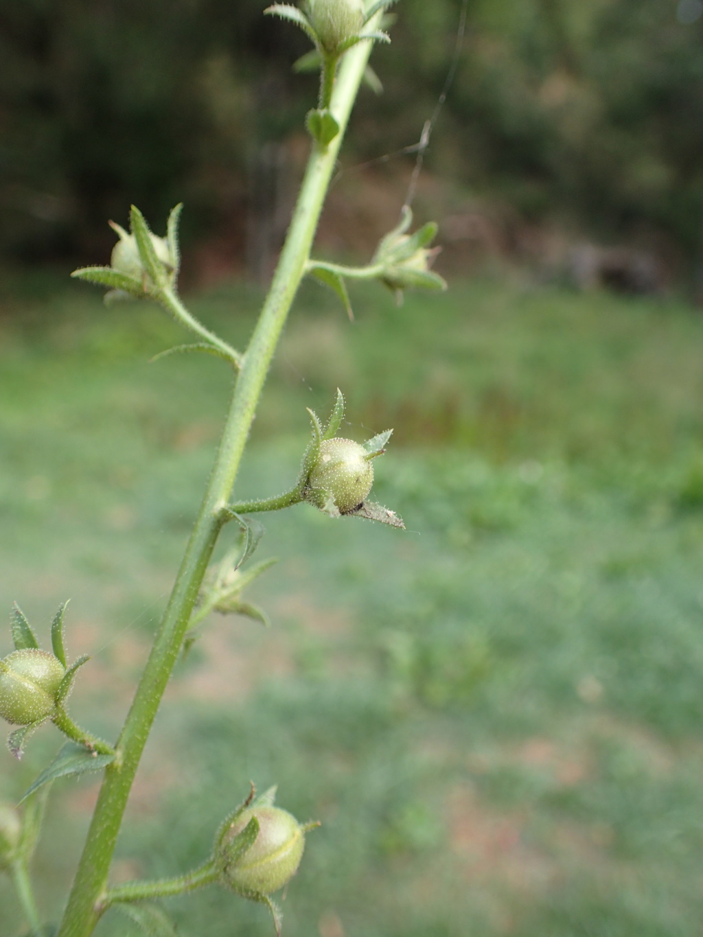 Verbascum blattaria (hero image)