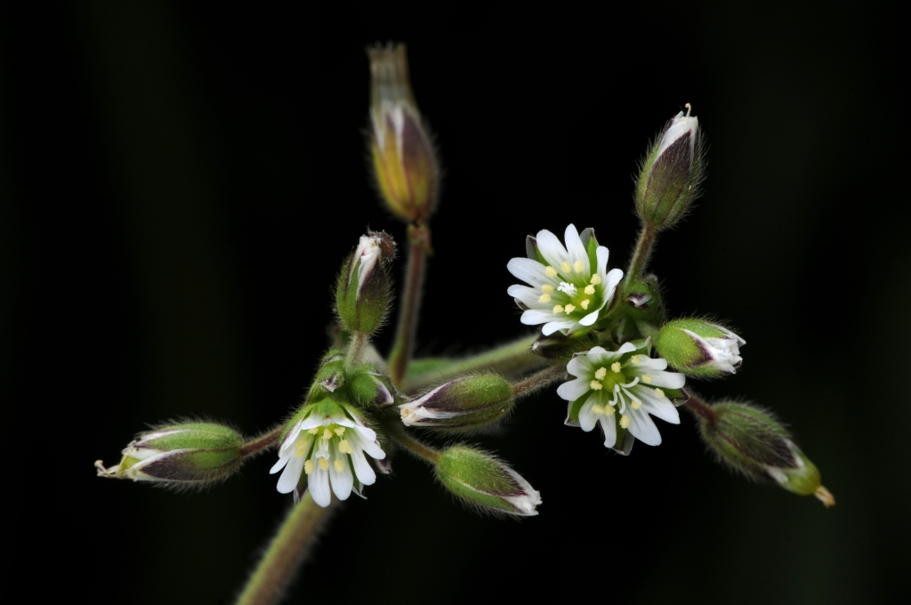 Caryophyllaceae (hero image)