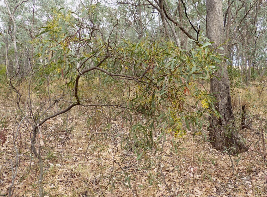 Acacia difformis (hero image)