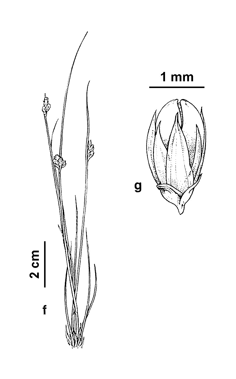 Juncus capillaceus (hero image)