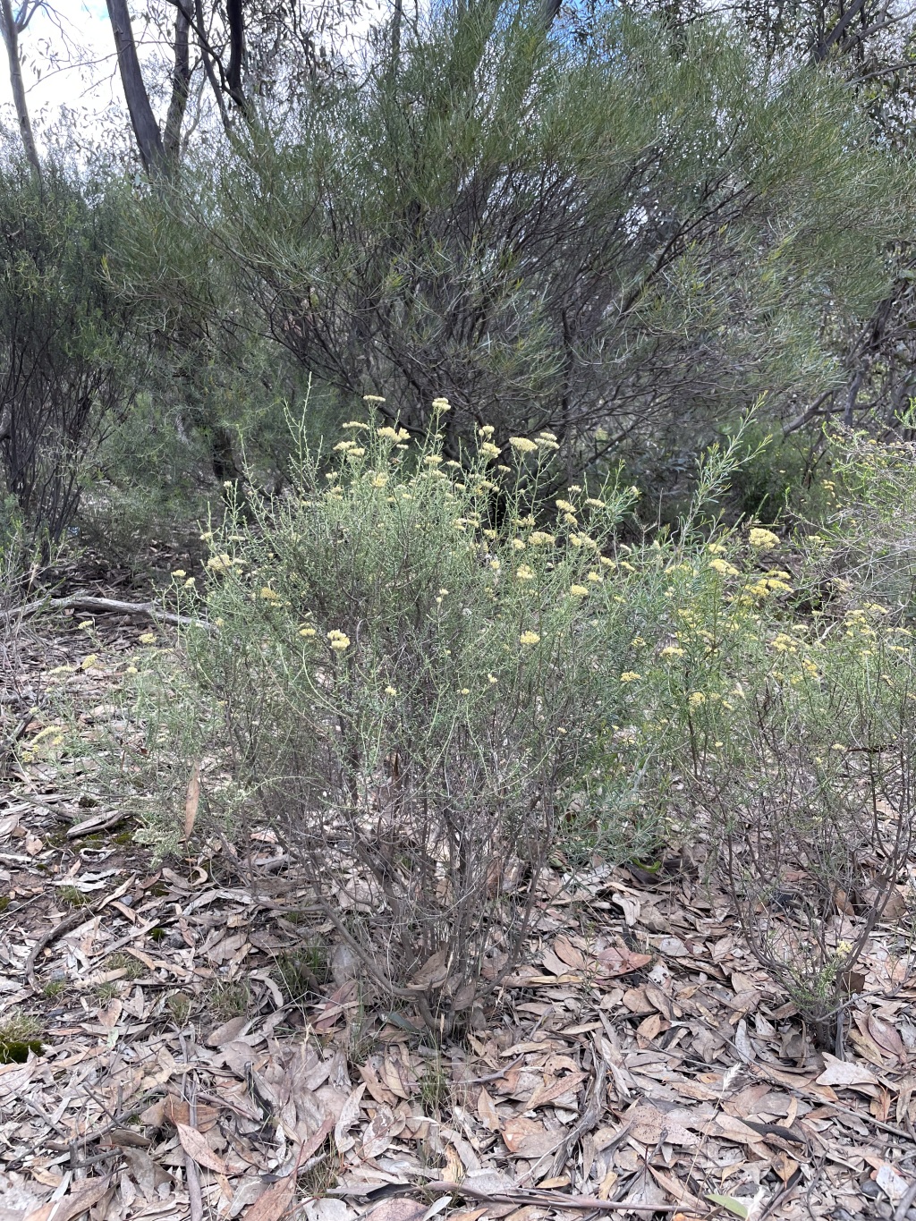 Cassinia diminuta (hero image)