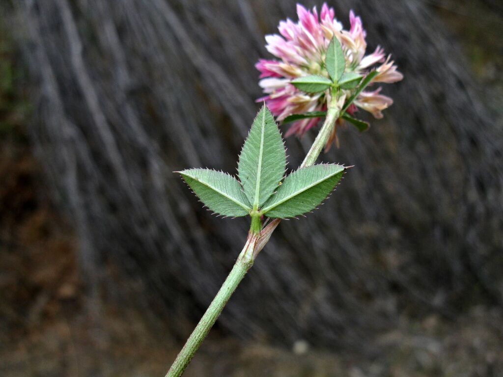 Trifolium vesiculosum (hero image)