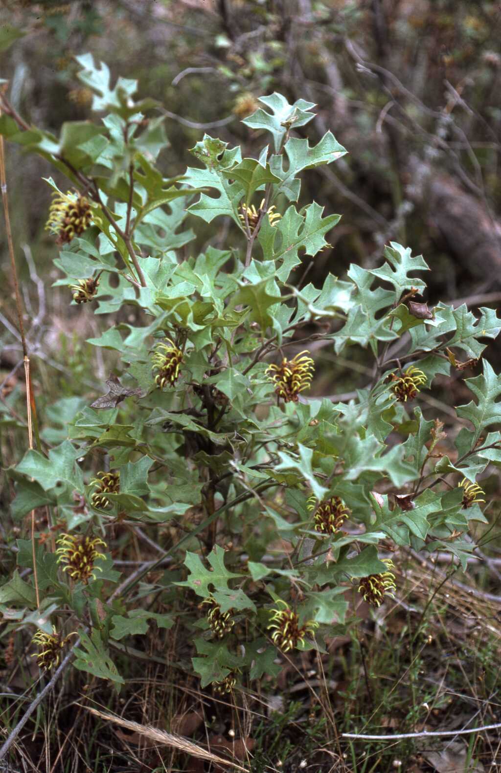 Grevillea dryophylla (hero image)