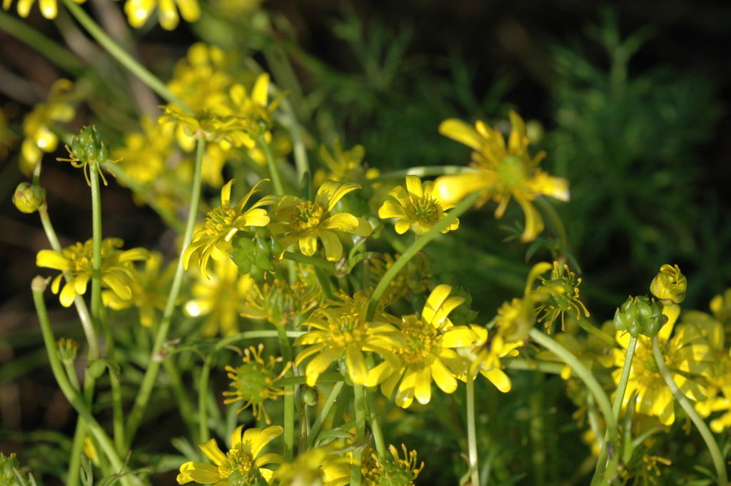 Ranunculus amplus (hero image)