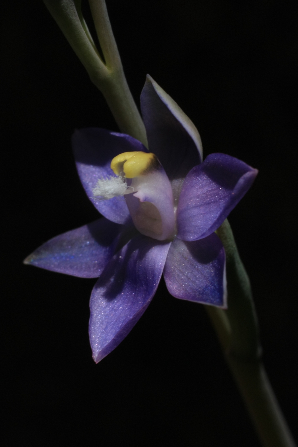 Thelymitra peniculata (hero image)