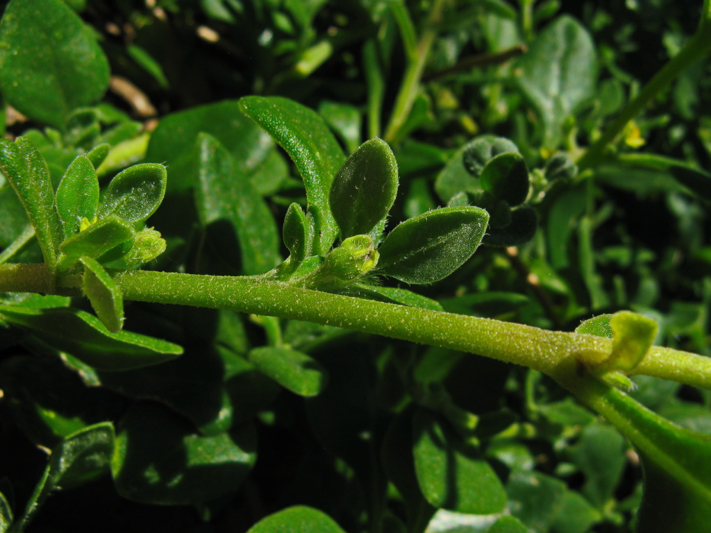 Tetragonia implexicoma (hero image)