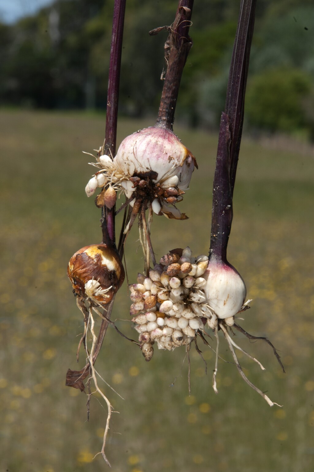 Gladiolus undulatus (hero image)