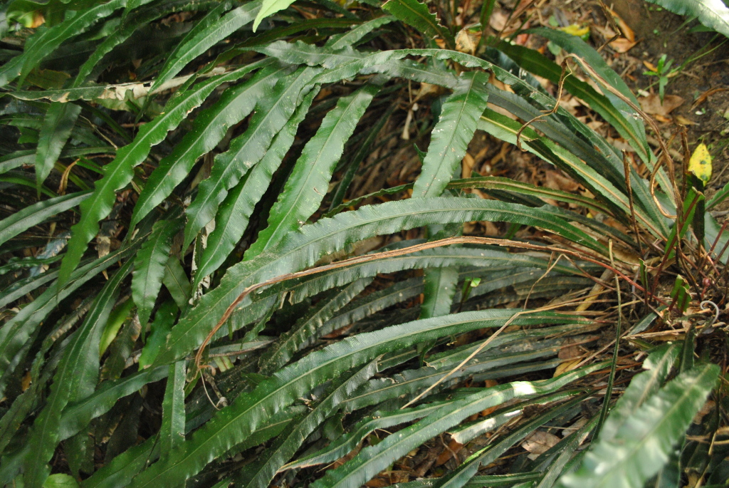 Blechnum patersonii (hero image)