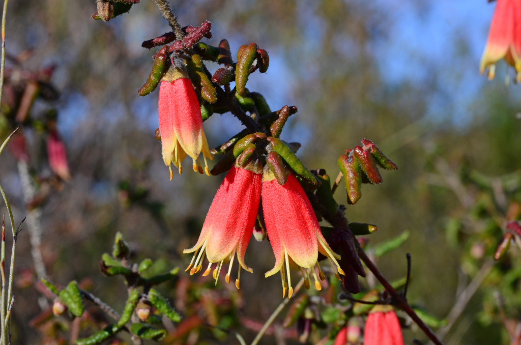 Correa reflexa var. scabridula (hero image)