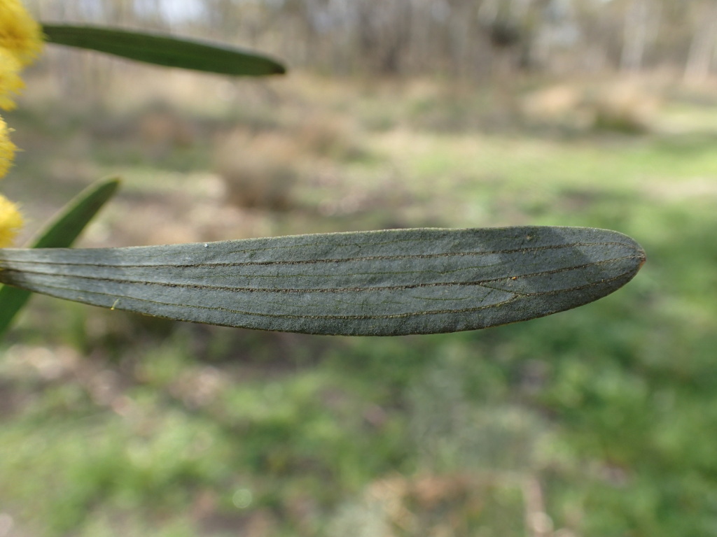 Acacia trineura (hero image)