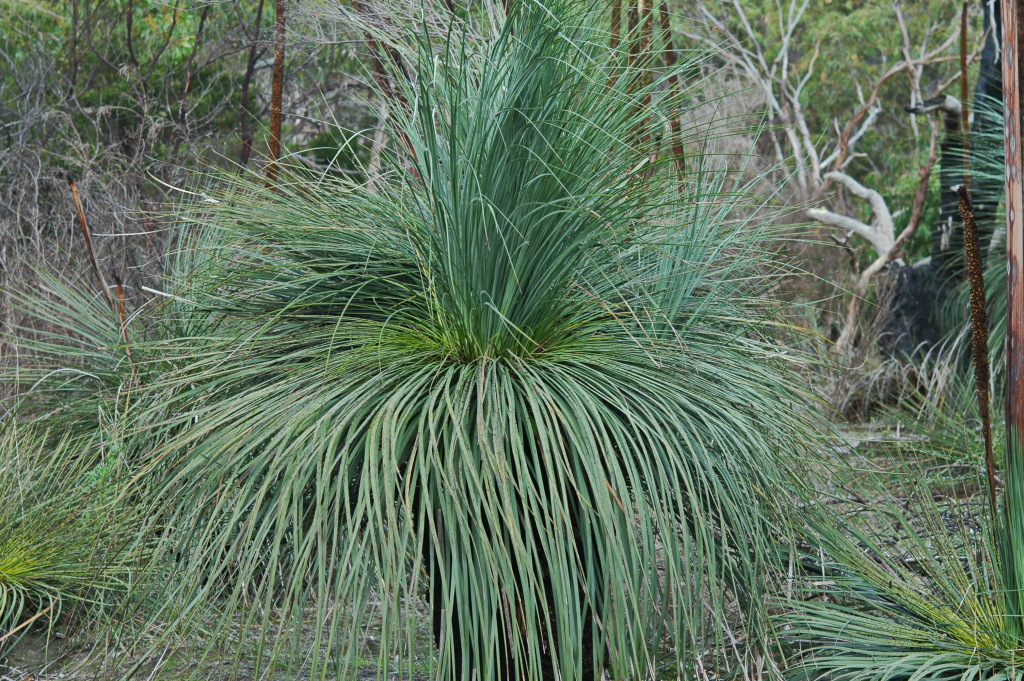 Xanthorrhoea semiplana (hero image)