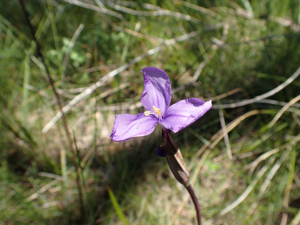 Patersonia occidentalis var. occidentalis (hero image)