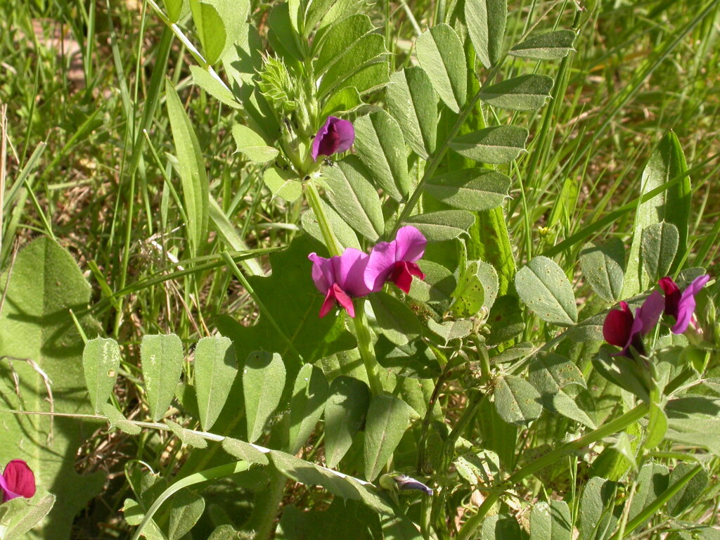 Vicia (hero image)