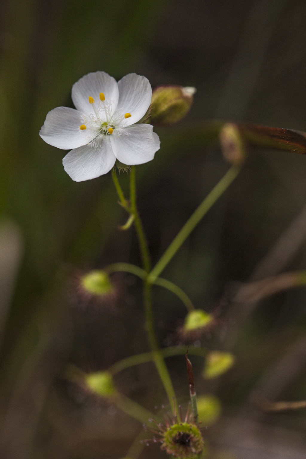 Drosera macrantha (hero image)