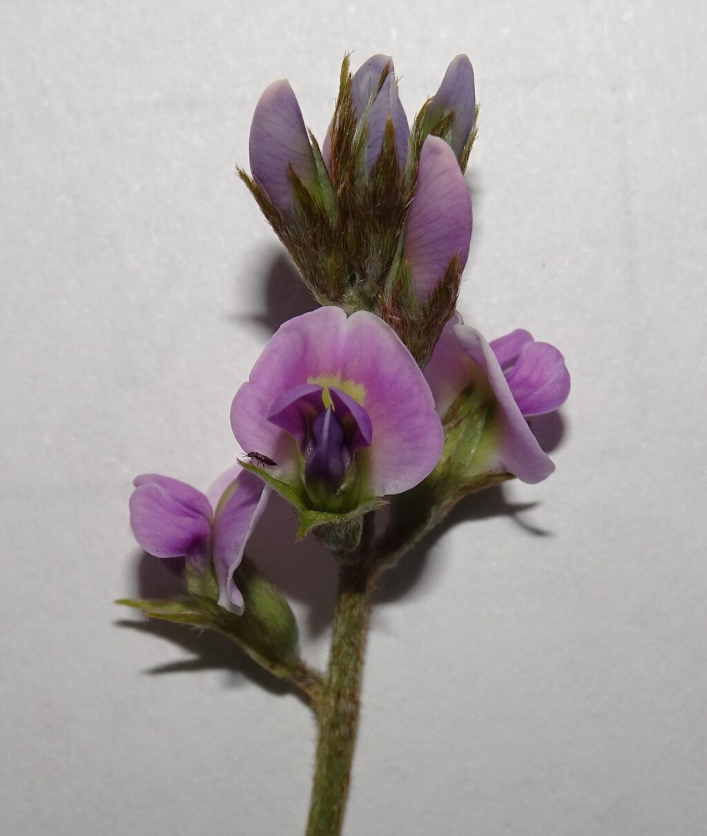 Glycine canescens (hero image)