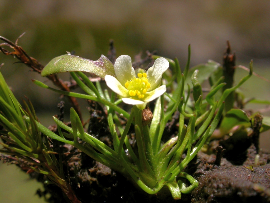 Ranunculus millanii (hero image)