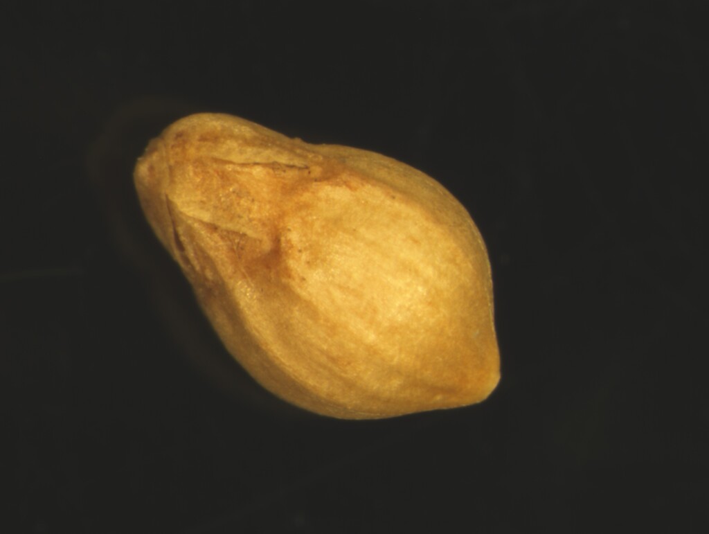 Scleranthus singuliflorus (hero image)