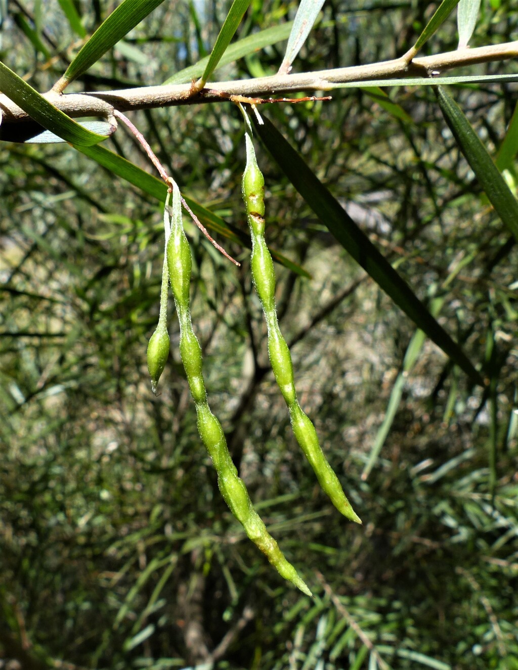 VicFlora Acacia Floribunda VicFlora Acacia Floribunda