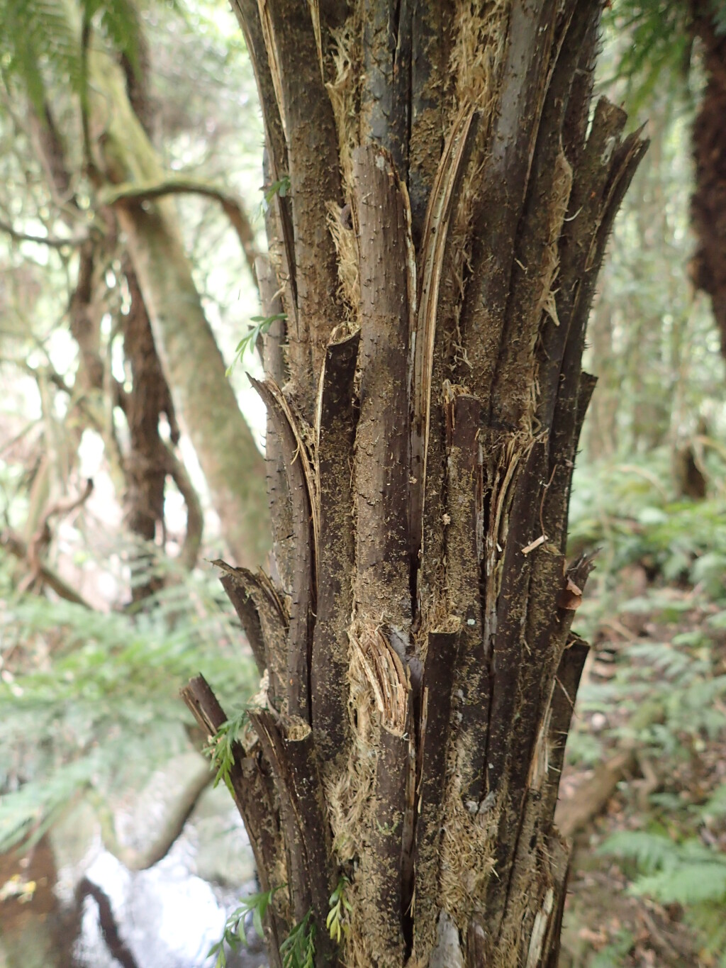 Cyathea leichhardtiana (hero image)