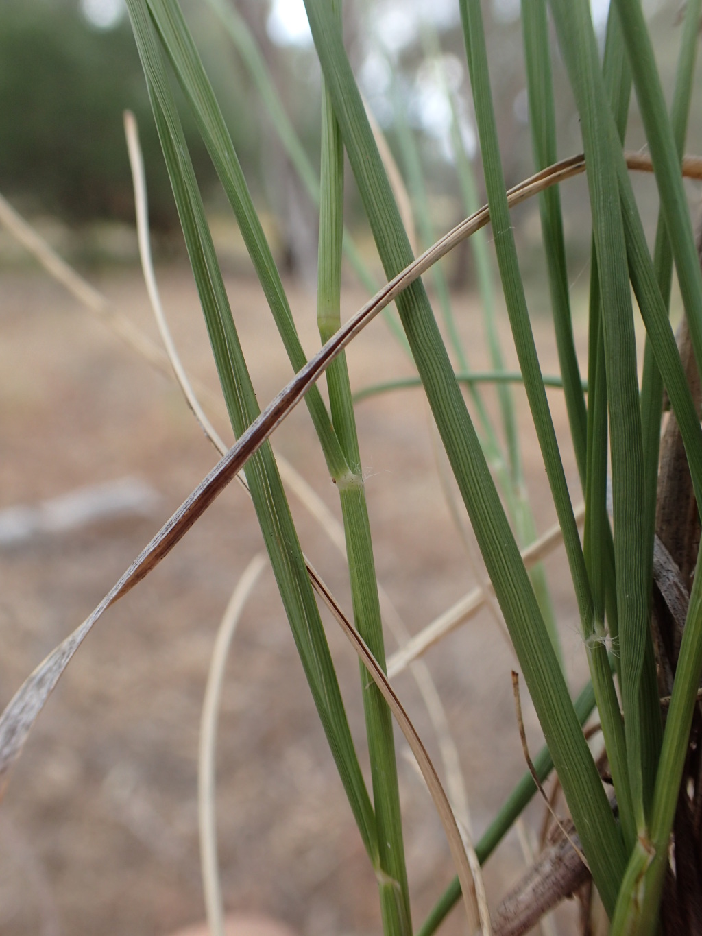 Aristida behriana (hero image)