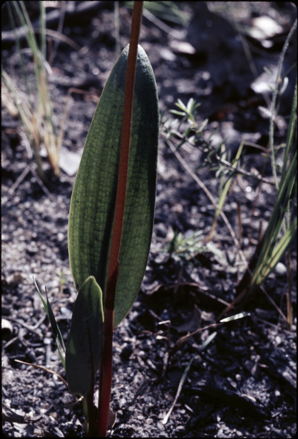 Cryptostylis subulata (hero image)