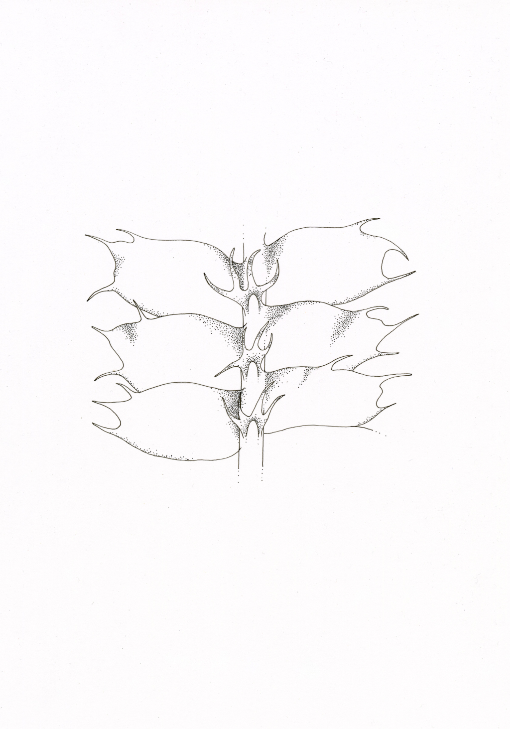 Heteroscyphus (hero image)